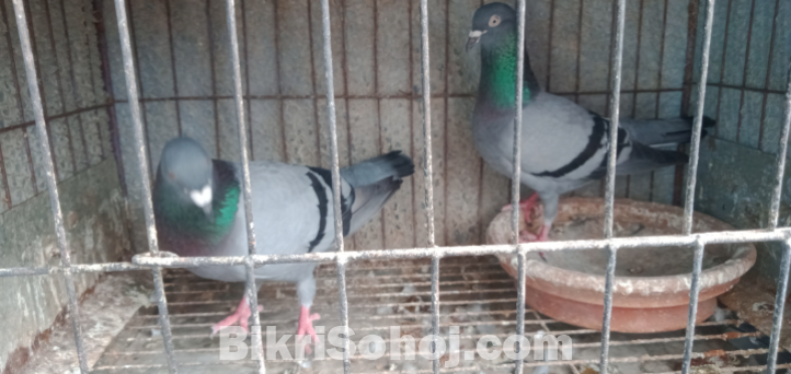 রেসার হোমা জোড়া